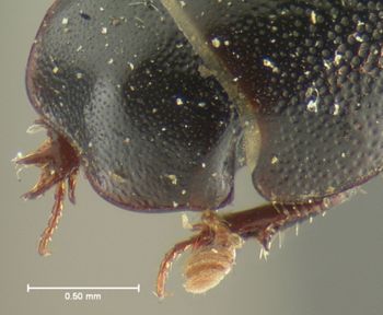 Media type: image;   Entomology 3735 Aspect: front tibia